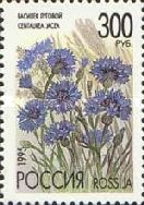 Brown Knapweed (Centaurea jacea)