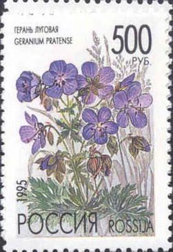 Meadow Cranesbill (Geranium pratense)