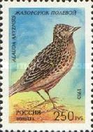 Sky Lark (Alauda arvensis)
