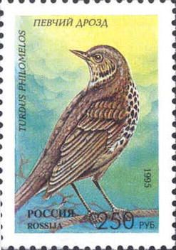 Song Thrush (Turdus philomelos)