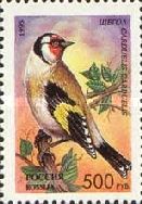 European Goldfinch (Carduelis carduelis)