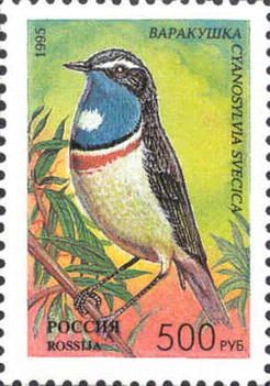 Bluethroat (Cyanosylvia svecica)