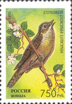 Thrush Nightingale (Luscinia luscinia)