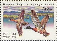 Baer's Pochard (Aythya baeri)