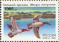 Common Merganser (Mergus merganser)