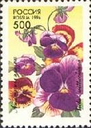 Pansies (Viola wittrochiana)