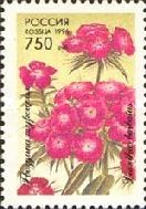Sweet Williams (Dianthus barbatus)