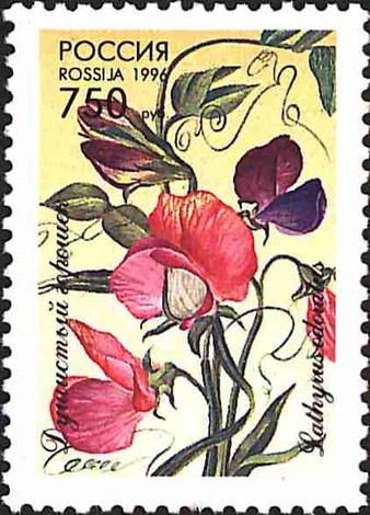 Sweet Peas (Lathyrus odoratus)