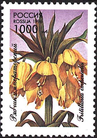 Crown Imperial (Fritillaria imperialis)
