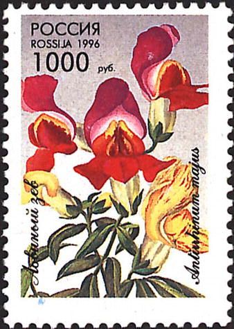 Snapdragons (Antirrhinum majus)