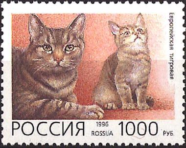 European Shorthair (Felis silvestris catus)