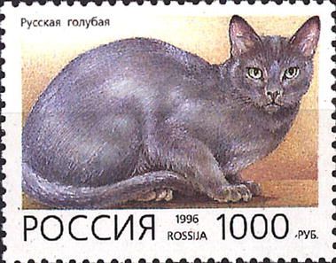 Russian Blue (Felis silvestris catus)