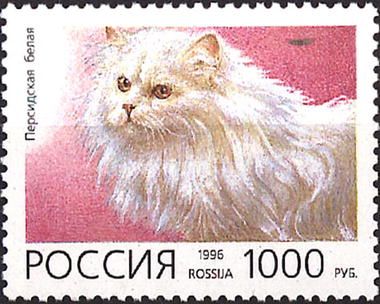 Persian White (Felis silvetris catus)