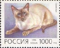 Siamese Sealpoint (Felis silvestris catus)