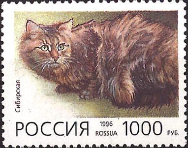 Siberian Cat (Felis silvestris catus)