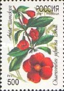 Maule Quince (Chaenomeles japonica)