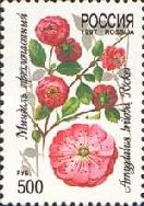 Ornamental almond (Amygdalus triloba)