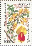 Broom (Cytisus scoparius)