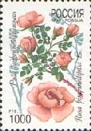 Burnet rose (Rosa pimpinellifolia)