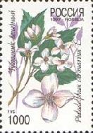 Mock orange (Philadelphus coronarius)