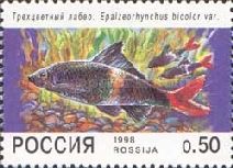 Red-tailed Black Labeo (Epalzeorhynchus bicolor)