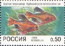 Jewel Tetra (Hyphessobrycon callistus)