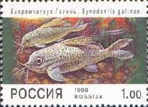 Galina Catfish (Synodontis galinae)