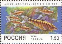 Loach (Botia kristinae)