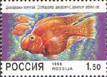 Red Devil (Cichlasoma labiatum x C. severum albino var.)