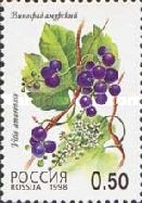 Grapes (Vitis amurensis)
