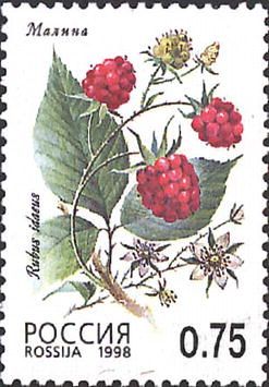 Raspberry (Rubus idaeus)