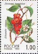 Magnolia Vine (Schisandra chinensis)