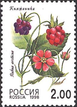 Arctic Bramble (Rubus arcticus)