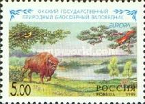 Oksky State Biosphere Reserve. European Bison (Bos bonasus)