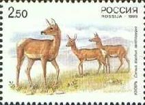 Manchurian Wapiti (Cervus elaphus xanthopygus), Doe & Fawns