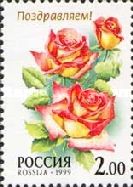 Rose "Candia"