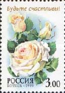 Rose "Confidence"