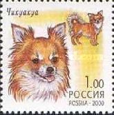 Chihuahua (Canis lupus familiaris)