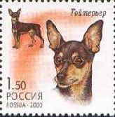 English Toy Terrier (Canis lupus familiaris)
