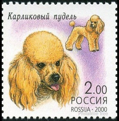 Toy Poodle (Canis lupus familiaris)