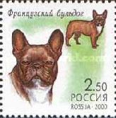 French Bulldog (Canis lupus familiaris)