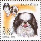 Japanese Chin (Canis lupus familiaris)