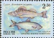 Zander (Stizostedion lucioperca)