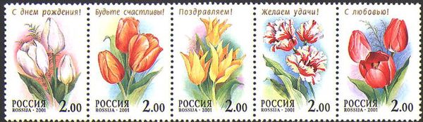 Tulip "Princess Irena"