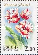 Tulip "Flemming Parrot"