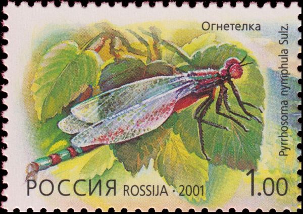 Large Red Damselfly (Pyrrhosoma nymphula)