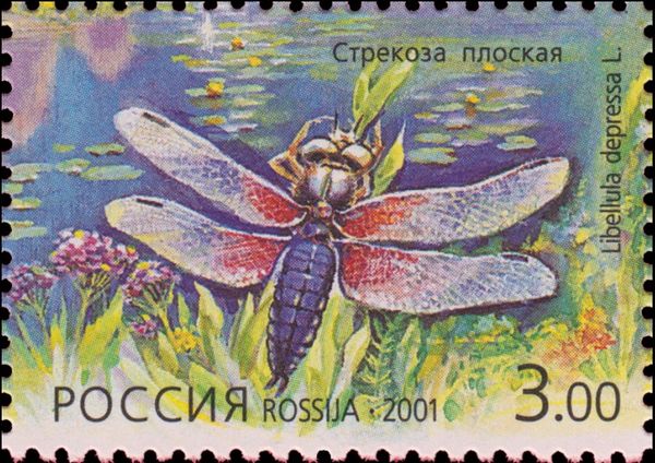 Broad-bodied Chaser (Libellula depressa)