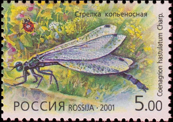 Northern Damselfly (Coenagrion hastulatum)
