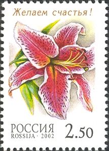 Lily "Stargazer Lily"