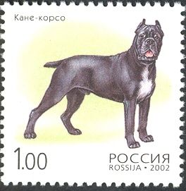 Cane Corso (Canis lupus familiaris)